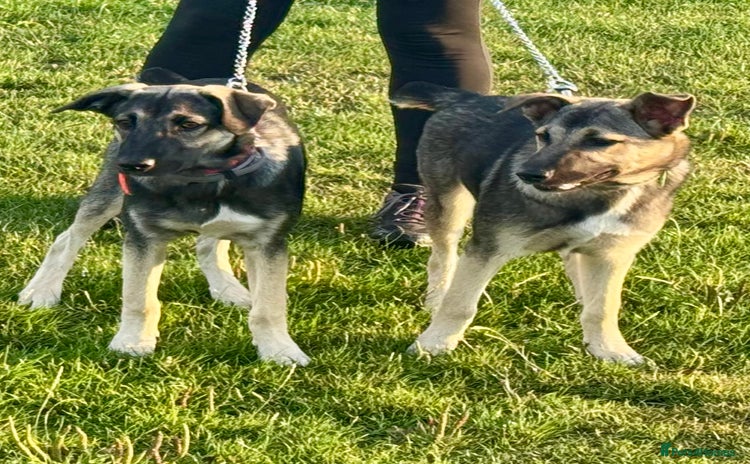 Mixed Breed dogs - Advert 4