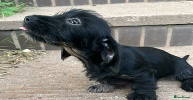 Dachshund dogs - Advert 4