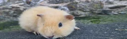 Guinea Pig rodents for sale: Male guinea pigs sheltie and short coated - Advert 22