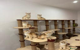 British Shorthair cats for sale: British Shorthair Golden kittens    - Image 15