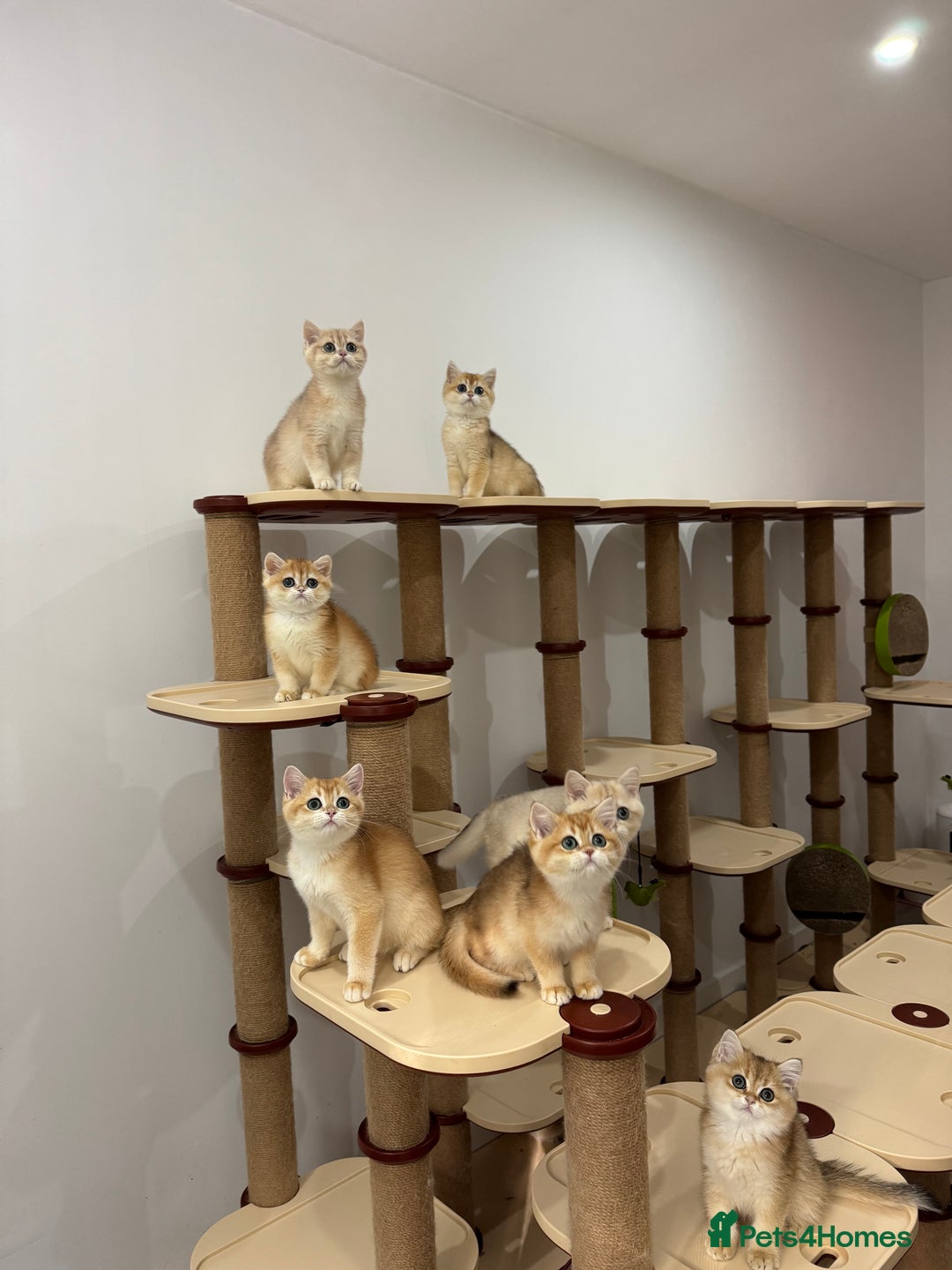 British Shorthair cats for sale: British Shorthair Golden kittens    - Image 15