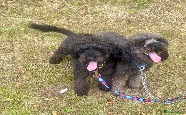 Poodle dogs - Advert 5