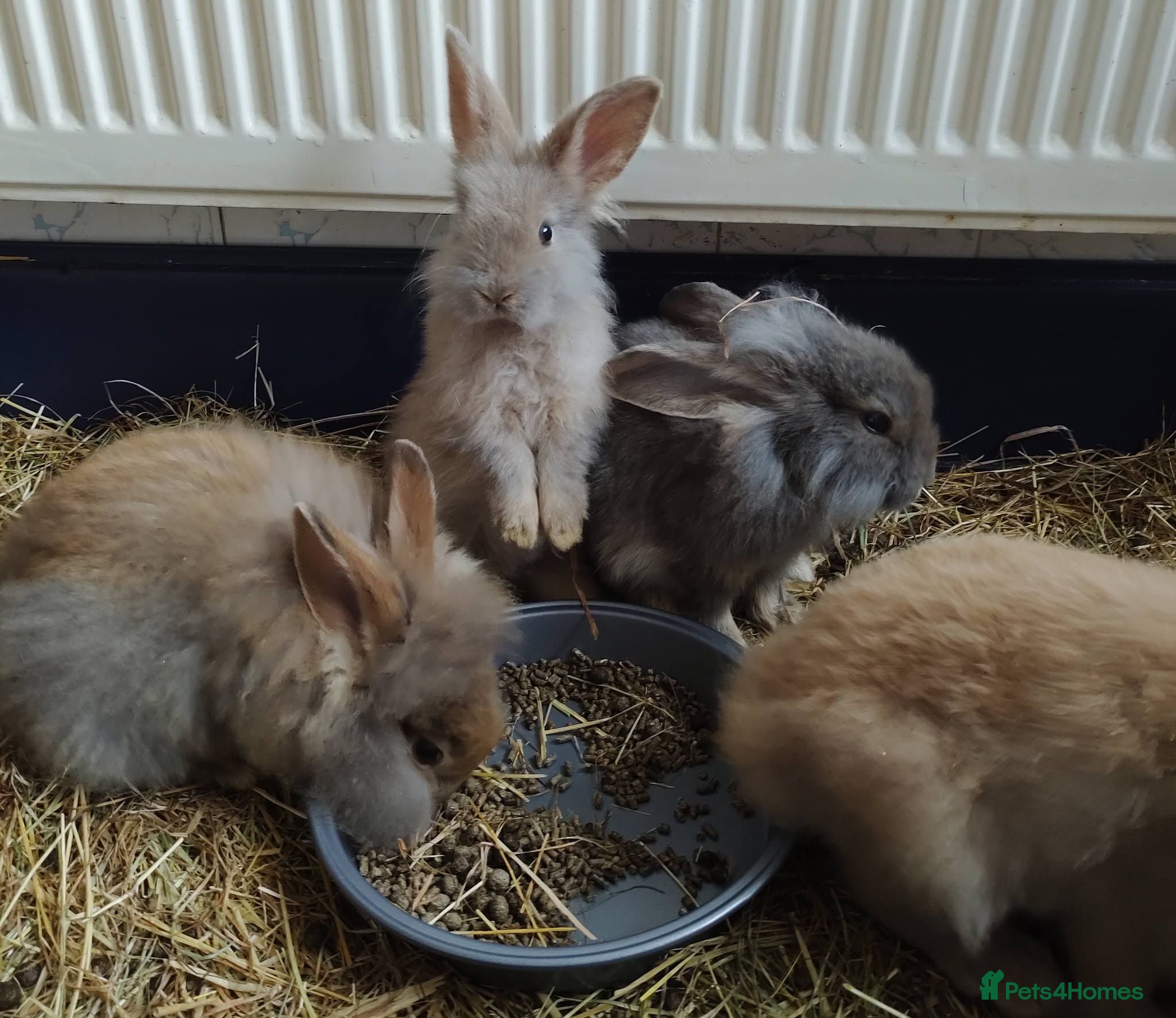 Lionhead rabbits Lionhead rabbits - Advert 5