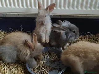 Lionhead rabbits Lionhead rabbits - Advert 1