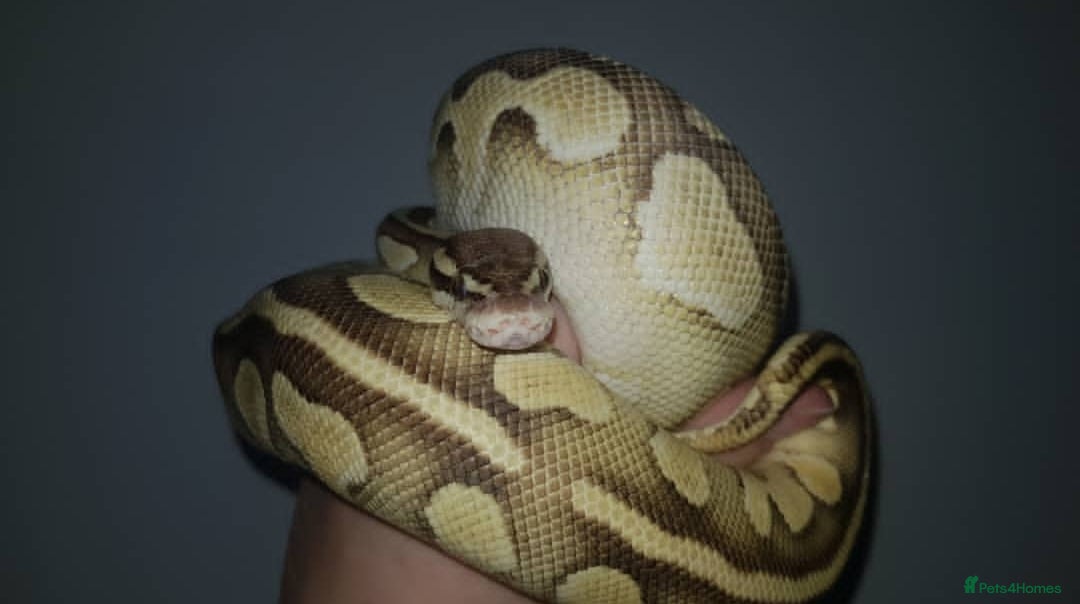 Python Snake reptiles Ball Pythons Male & Female - Advert 11