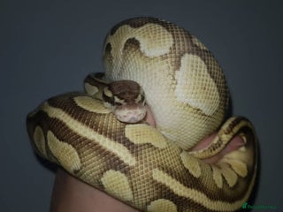 Python Snake reptiles Ball Pythons Male & Female - Advert 1