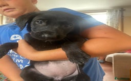 Labrador Retriever dogs for sale: Lovely Labrador puppies  - Image 28