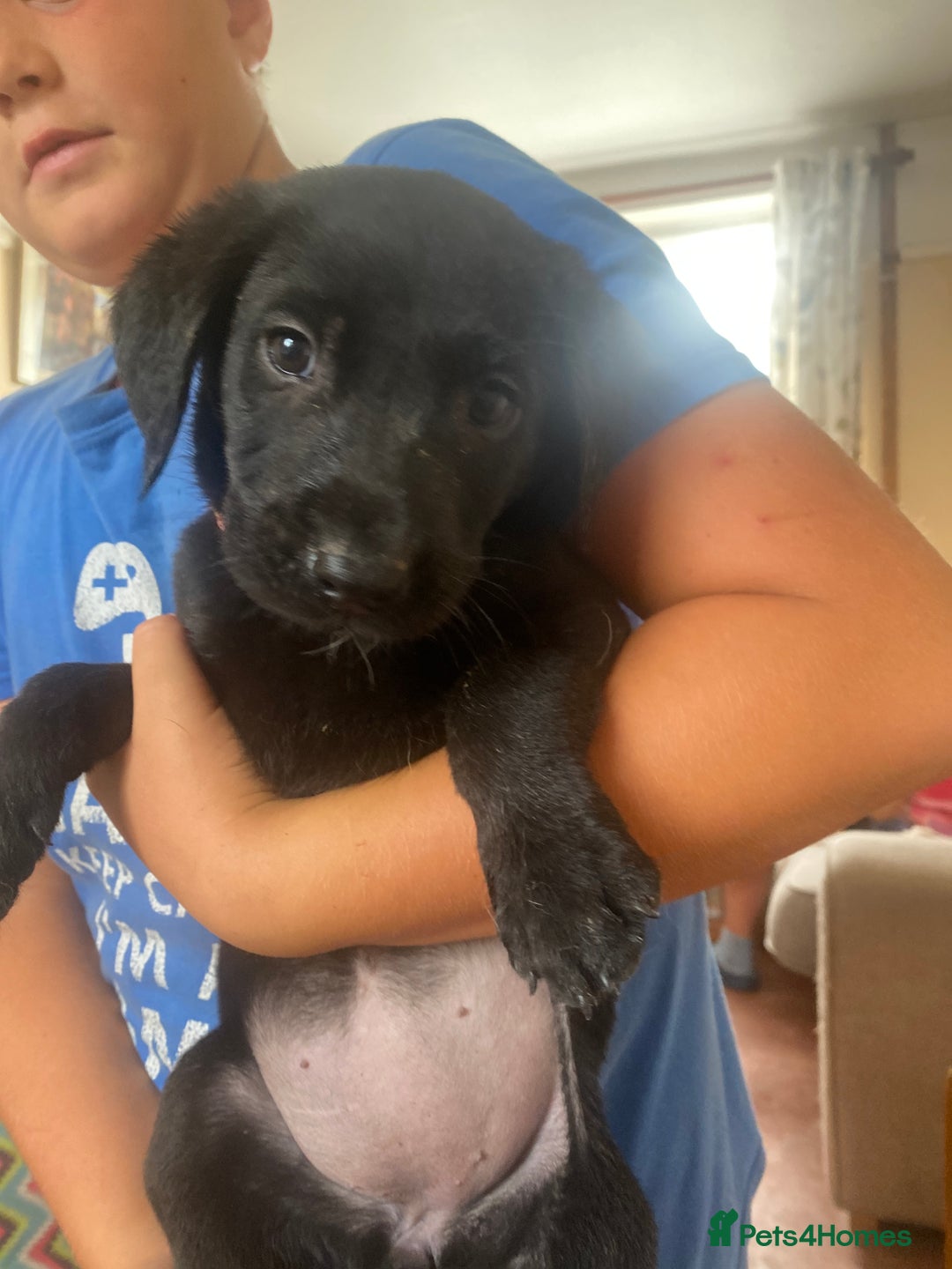 Labrador Retriever dogs for sale: Lovely Labrador puppies  - Image 28