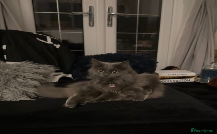 British Longhair cats - Advert 1