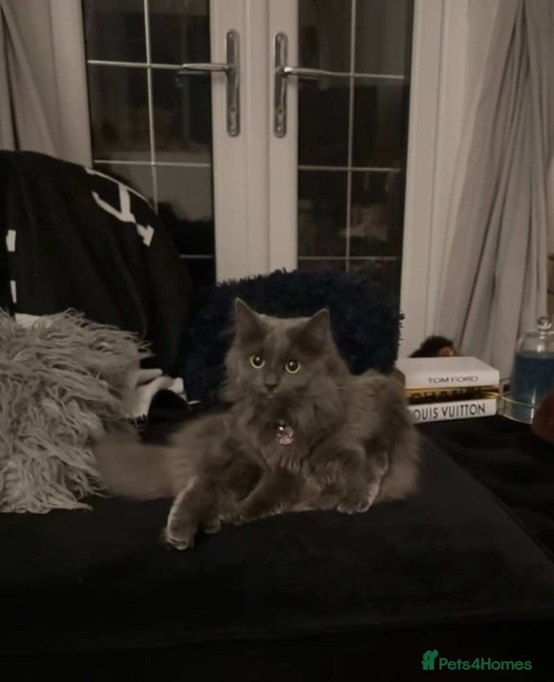 British Longhair cats for sale: Grey Female British Long Hair - Image 1