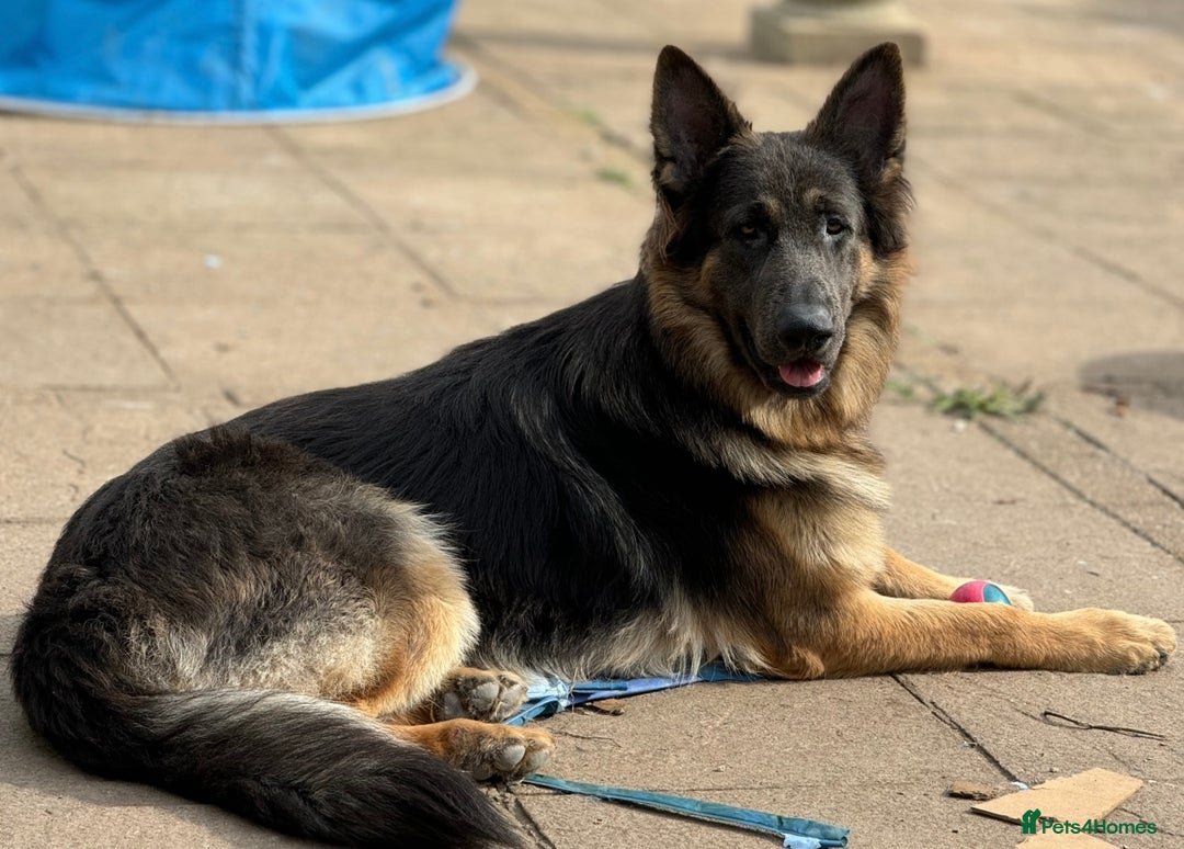 German Shepherd dogs for sale: Stunning long  German Shepherd puppies gsd pups  - Image 16