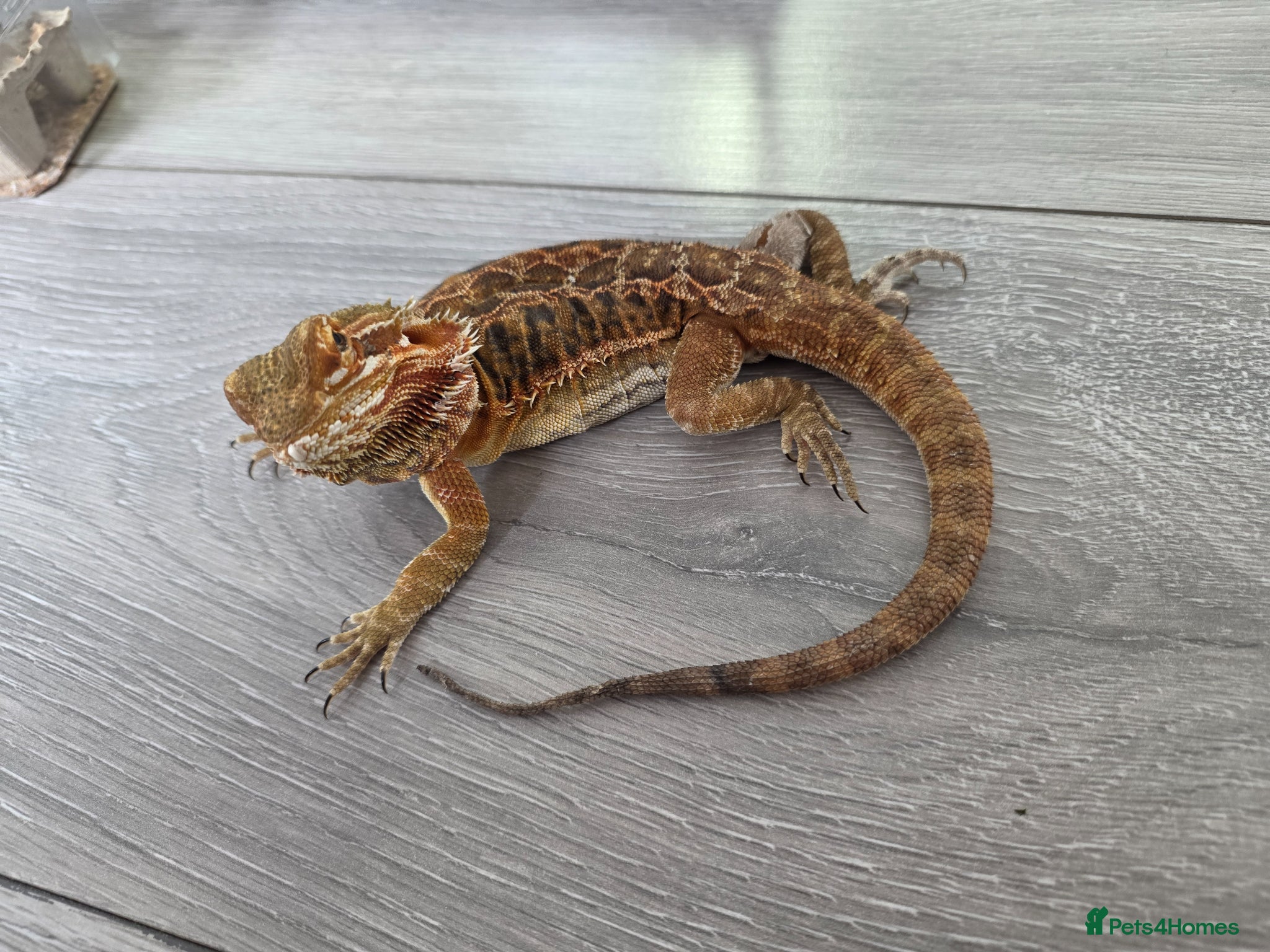 Bearded Dragon reptiles Bearded Dragon and Vivarium - Advert 1
