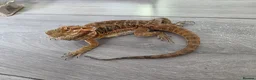 Bearded Dragon reptiles for sale: Bearded Dragon and Vivarium in Bolton - Advert 1