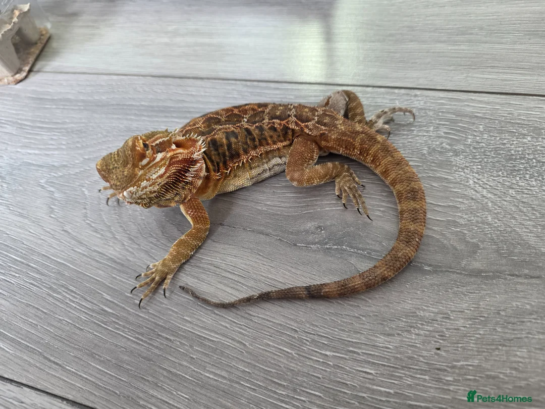 Bearded Dragon reptiles for sale: Bearded Dragon and Vivarium in Bolton - Advert 1