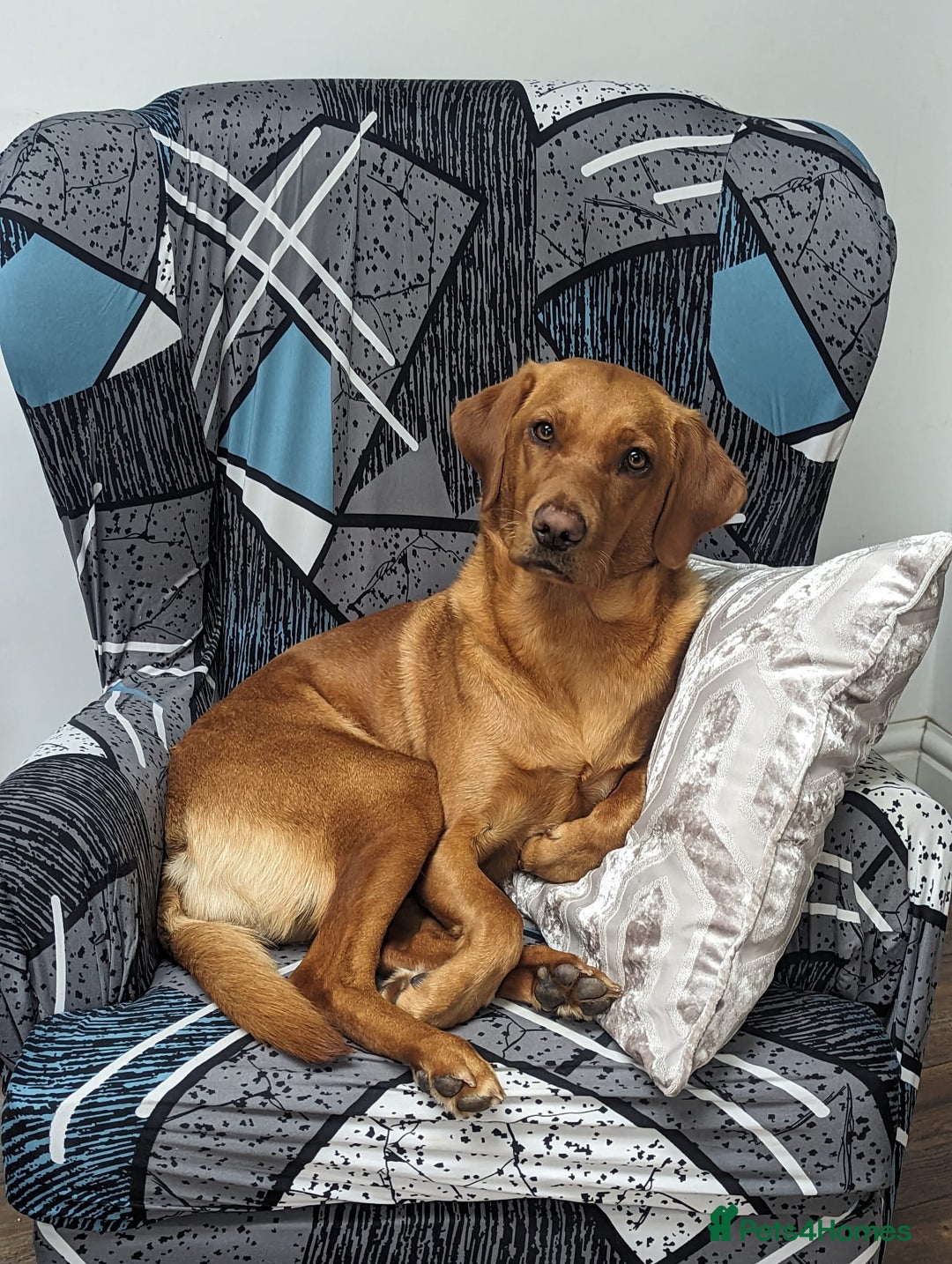 Labrador Retriever dogs for sale: Fox Red Working Labrador Retriever Puppies - Advert 2