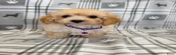 Maltipoo dogs for sale: Happy,loving affectionate Health Tested Maltipoo’s - Advert 20