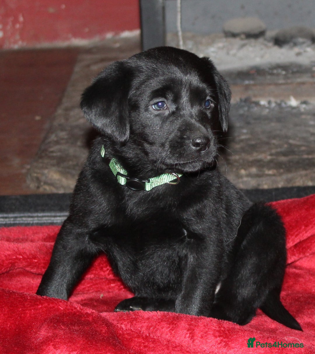 Labrador Retriever dogs for sale: 🔥 KC LABRADOR PUPPIES SILVER CHOCOLATE AND BLACK - Advert 13