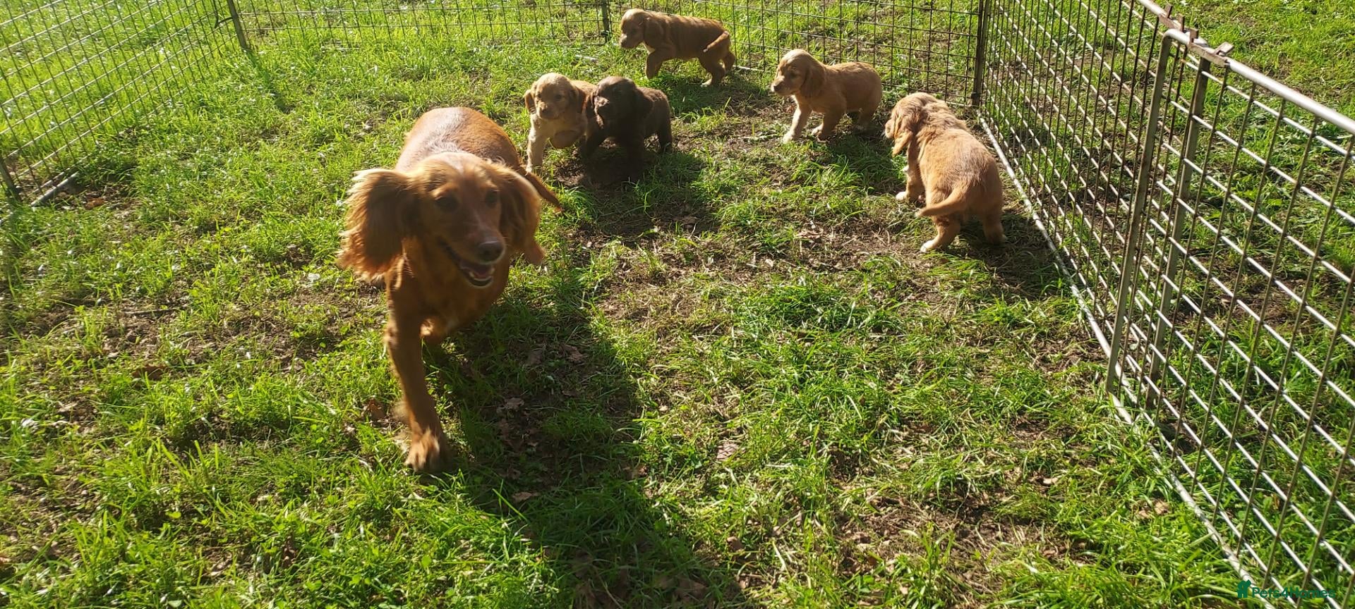 Cocker Spaniel dogs Health tested cocker spaniel puppies - Advert 2