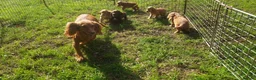 Cocker Spaniel dogs for sale: Health tested cocker spaniel puppies - Advert 2