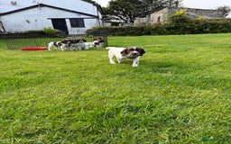 English Springer Spaniel dogs for sale: Springer spaniel puppies for sale  - Image 35