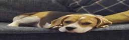 Beagle dogs for sale: Beautiful beagle  - Advert 5