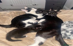 Mixed Breed cats for sale: BEAUTIFUL BLACK AND WHITE KITTENS 🐱  - Image 6