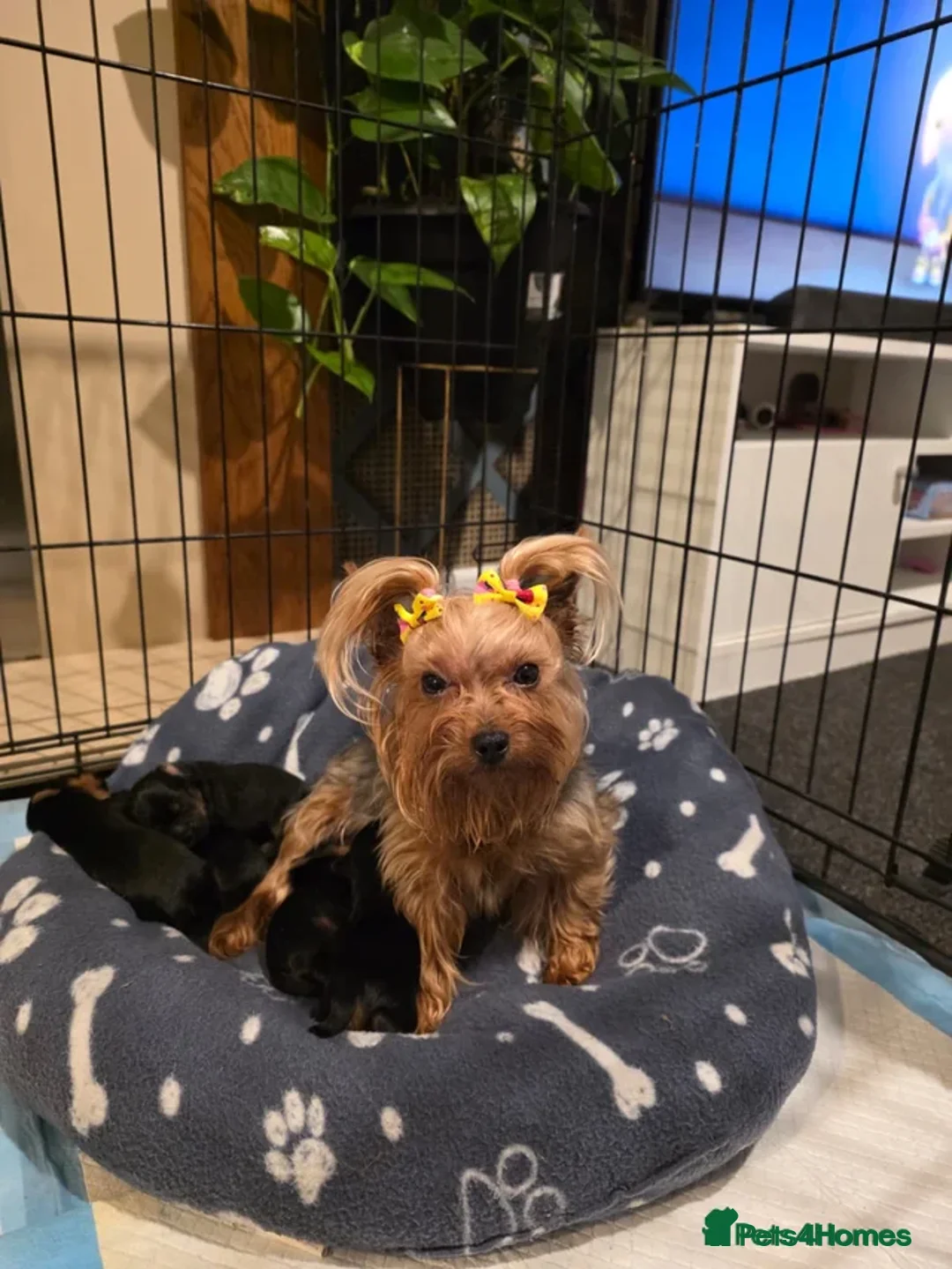 Yorkshire Terrier dogs for sale: Yorkshire terrier puppy  in Brigg - Advert 2