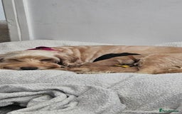 Cockapoo dogs for sale: Beautiful Cockapoos  - Image 12