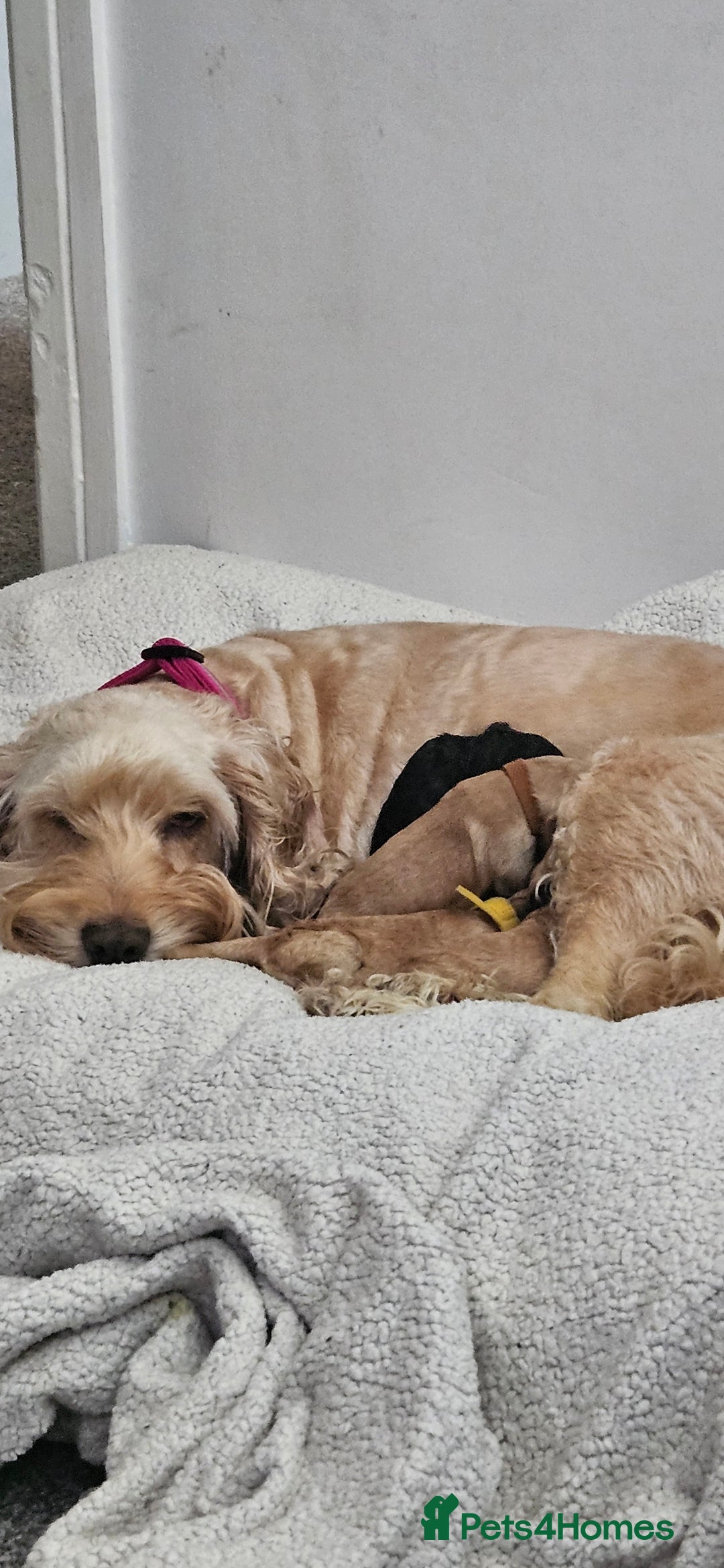 Cockapoo dogs for sale: Beautiful Cockapoos  - Image 12
