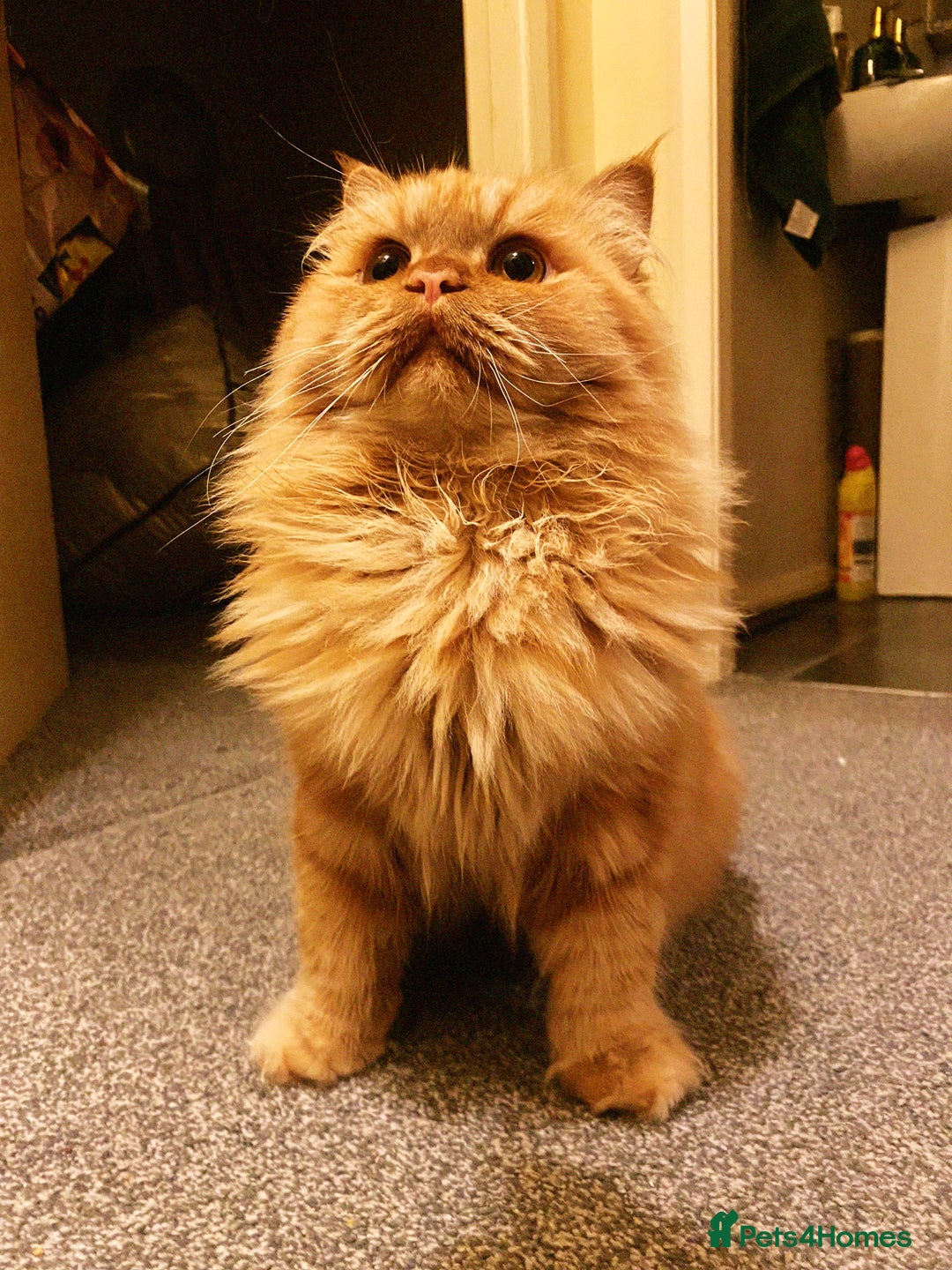 Persian cats for stud: Simba Fluffy Ginger Persian Male for Stud - Advert 9