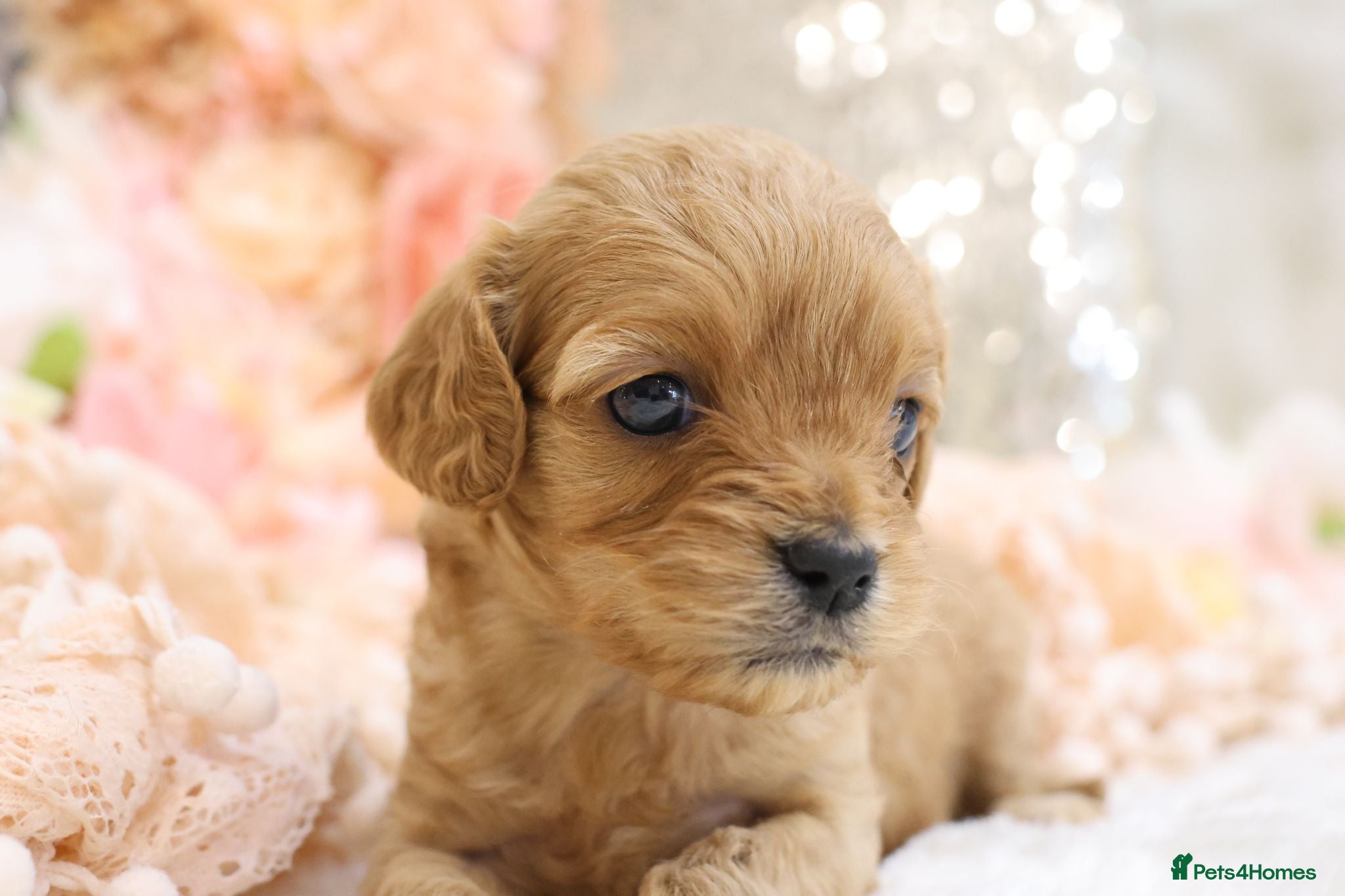 Cavapoo dogs *HEALTH TESTED*Cavapoo Puppies 5*LICENSED BREEDER* - Advert 2