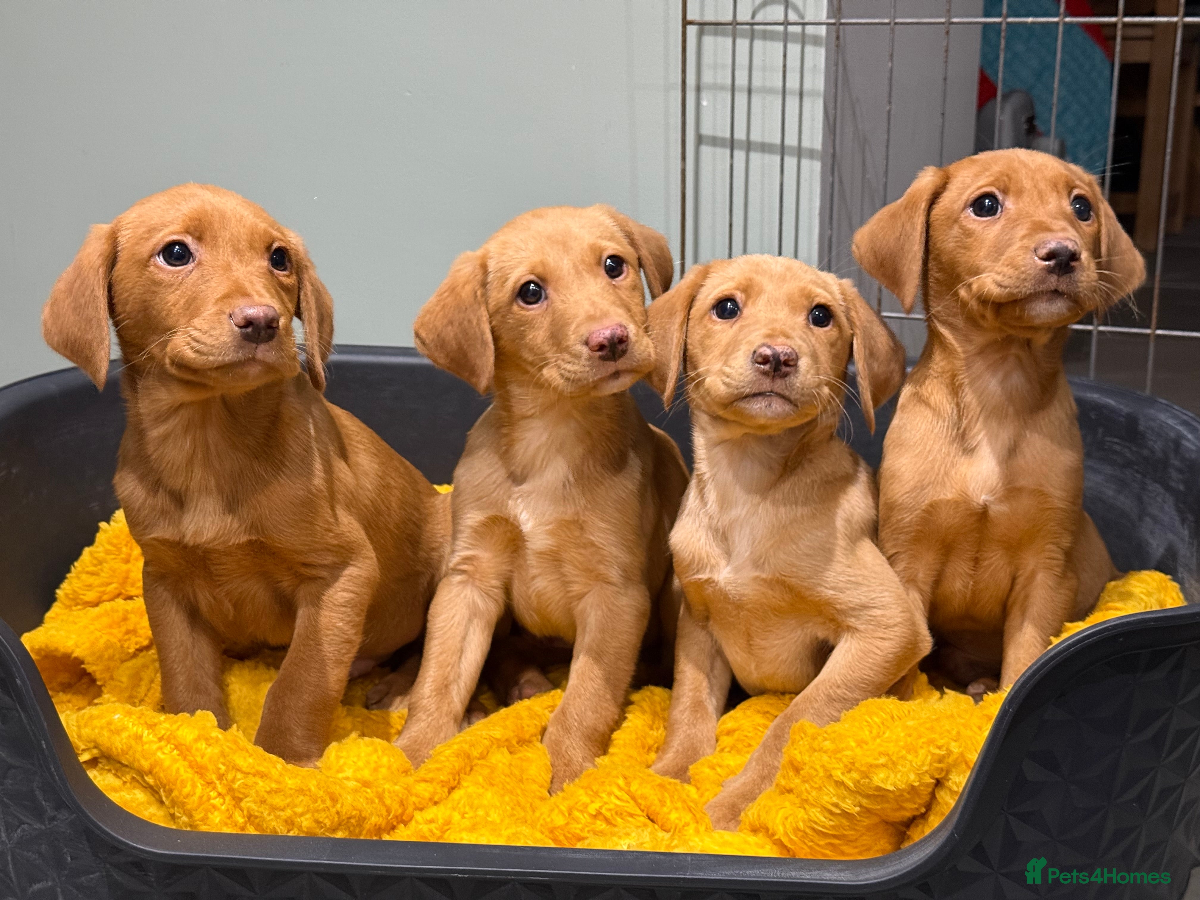 Labrador Retriever dogs Stunning litter of Fox Red & Yellow Labrador pups - Advert 2