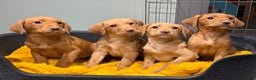 Labrador Retriever dogs for sale: Stunning litter of Fox Red & Yellow Labrador pups - Advert 1