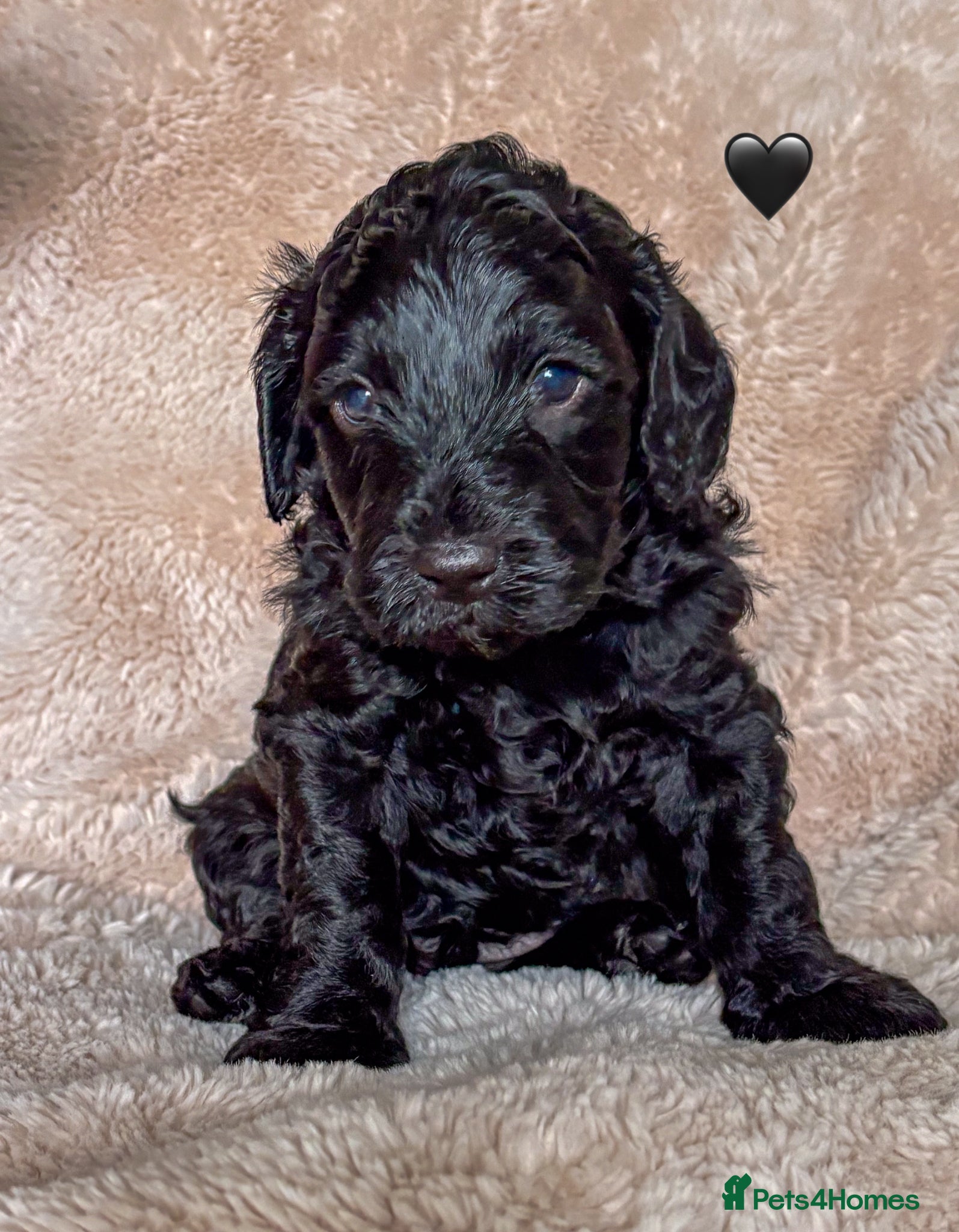Labradoodle dogs for sale: Beautiful Australian Labradoodle Pups - Advert 9