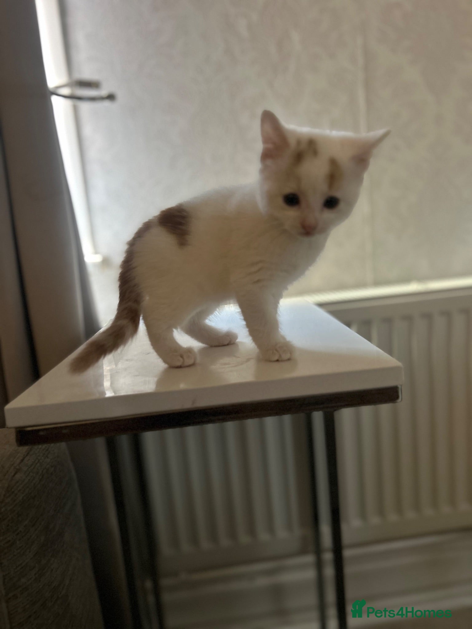 Mixed Breed cats white and ginger kitten available  - Advert 7