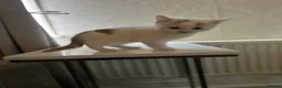 Mixed Breed cats for sale: Two kittens ready to go  - Advert 3