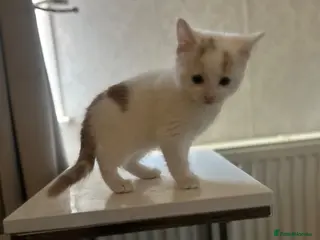 Mixed Breed cats white and ginger boy ready to go! - Advert 4