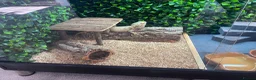 Bearded Dragon reptiles for sale: Bearded Dragon in Corby - Advert 3