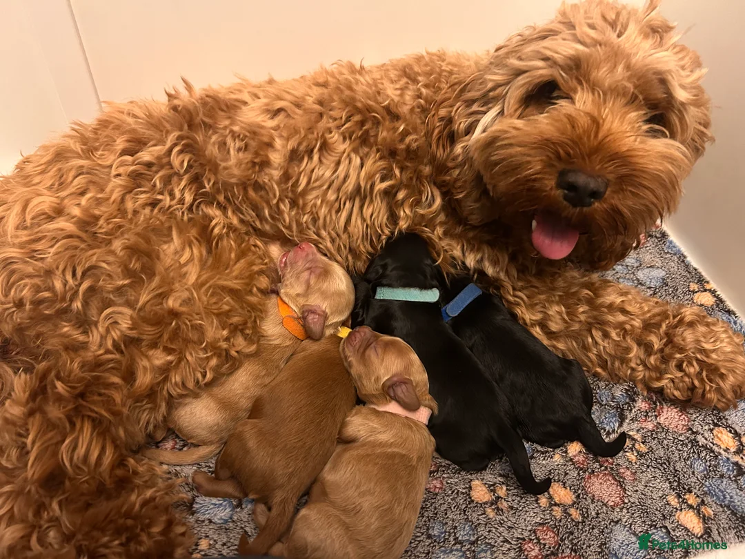 Cockapoo dogs for sale: Beautiful litter of cockapoos from family pets.  - Advert 1