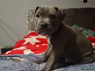 Staffordshire Bull Terrier dogs Blue staffie - Advert 1