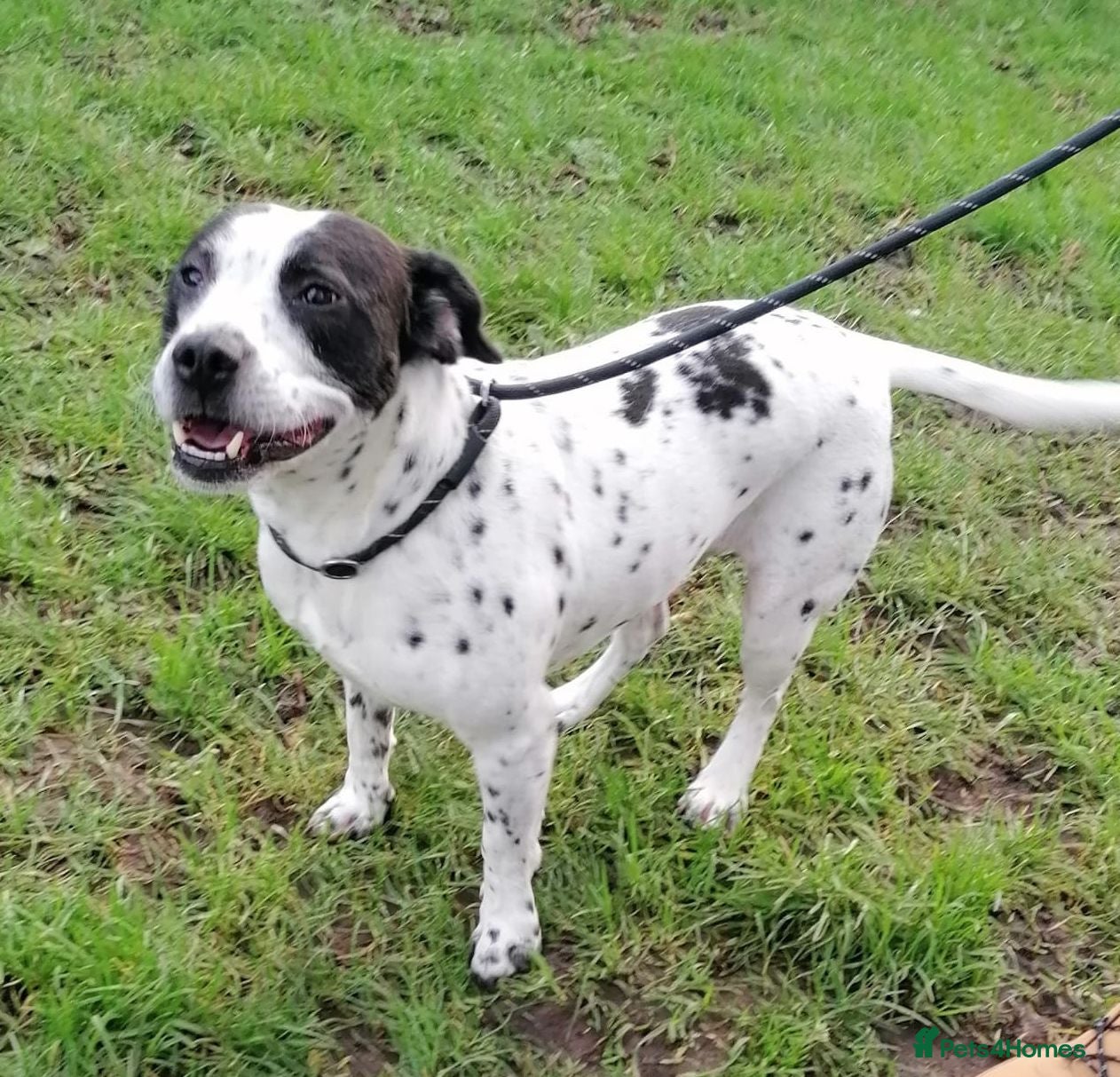 Mixed Breed dogs 💙PATCH💙- 6,5 yo-small-to-medium-Easy-Loving Boy - Advert 1