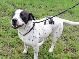 Mixed Breed dogs for adoption: 💙PATCH💙- 6,5 yo-small-to-medium-Easy-Loving Boy - Advert 2