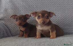 Jack Russell dogs for sale: Miniature jack Russell pups - Image 17
