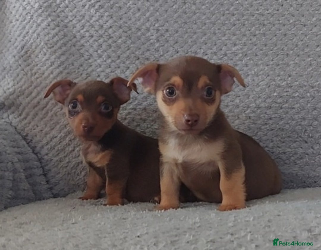 Jack Russell dogs for sale: Miniature jack Russell pups - Image 17