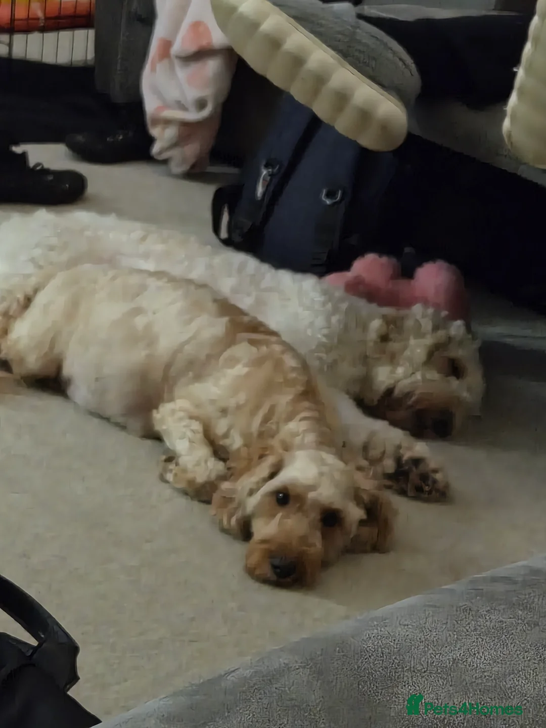 Cockapoo dogs for sale: Female Red Fox Cockapoo Puppies for sale - Advert 4