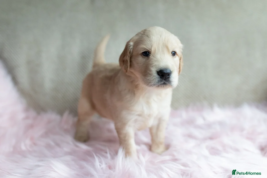 Mixed Breed dogs for sale: Mini Golden retriever ( Dakota sport retriever) - Advert 25