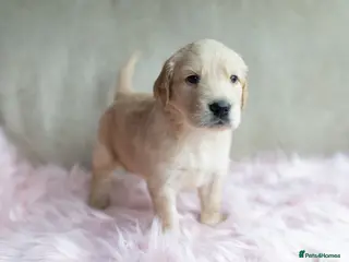 Mixed Breed dogs Mini Golden retriever ( Dakota sport retriever) - Advert 1