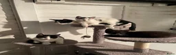 Mixed Breed cats for sale: 3 adorable kitten ready to go  - Advert 6