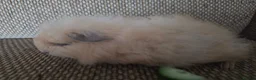 Guinea Pig rodents for sale: 1 swiss 1 shorthaired - Advert 2