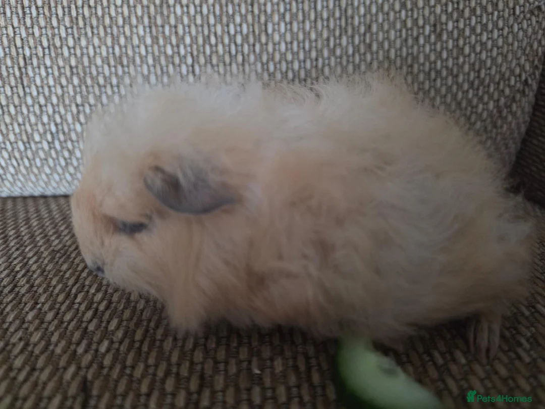 Guinea Pig rodents for sale: 1 swiss 1 shorthaired - Advert 2